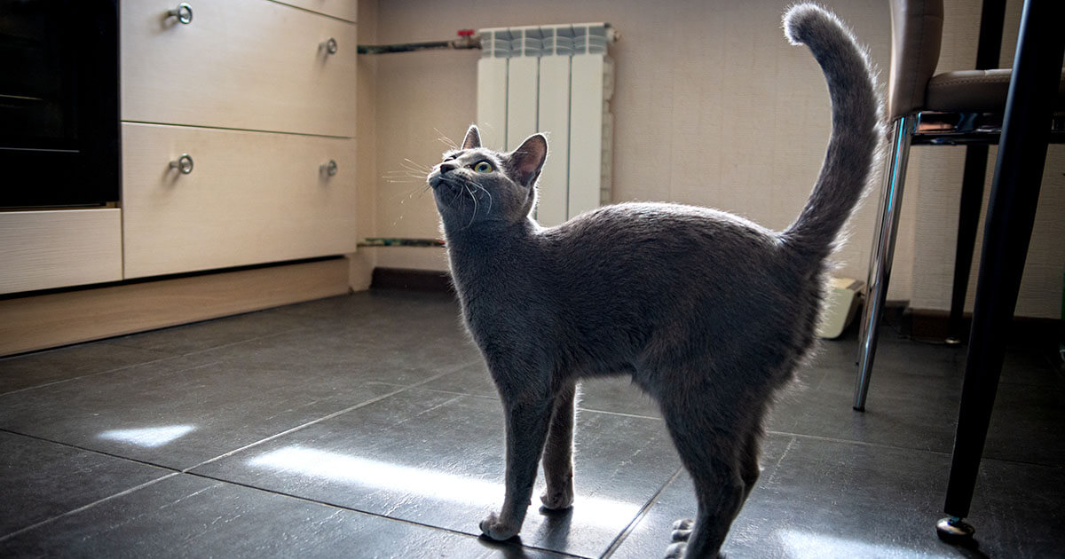 What Cats Tail Telling You Zpc Og Article