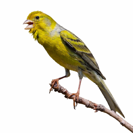 Καναρίνια Timprado Αρσενικά