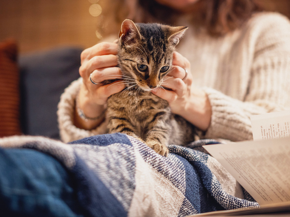 2024 05 17 Why Does My Cat Knead Me Hero