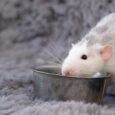 Little,Cute,Pet,Rat,On,Gray,Couch