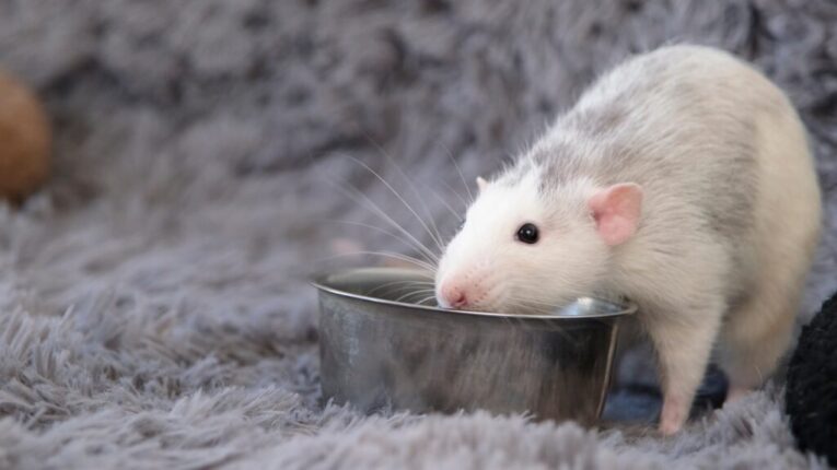 Little,Cute,Pet,Rat,On,Gray,Couch