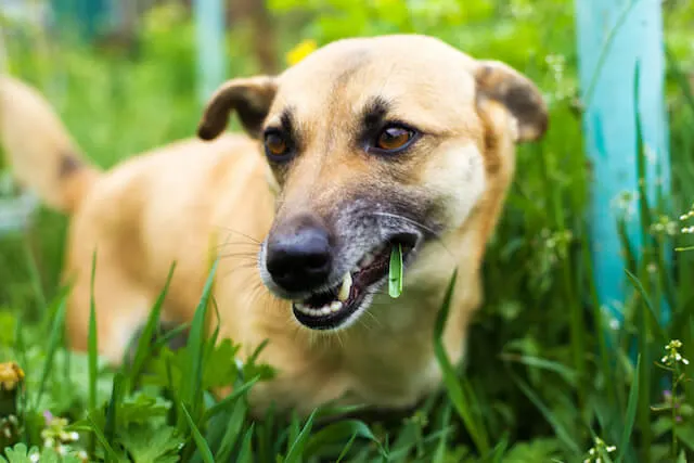 Does Your Dog Eat Grass Helpful Information For Dog Parents 6A557B95 D186 4674 8085 E84Efb7580D6