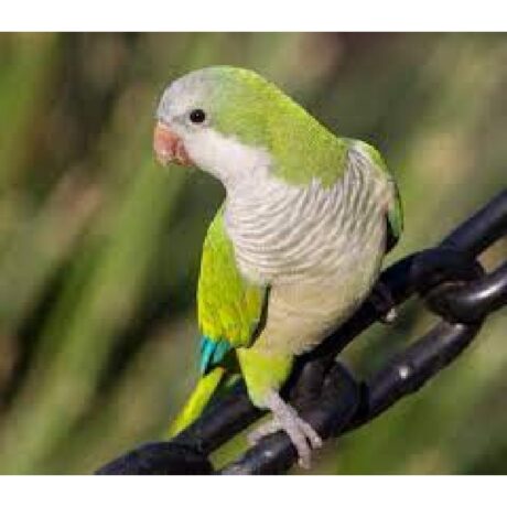 Παπαγάλος Μονκ Πράσινος