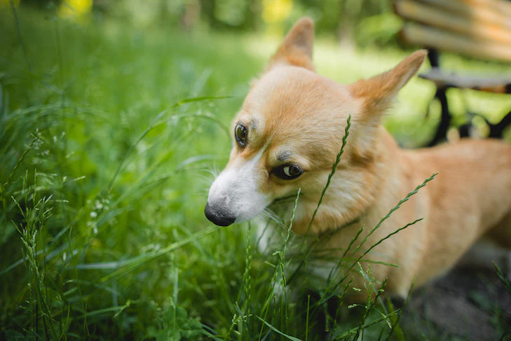 Pembroke Welsh Corgi Eating Grass In The Park Bcf247C2 5E81 4986 B4Ec