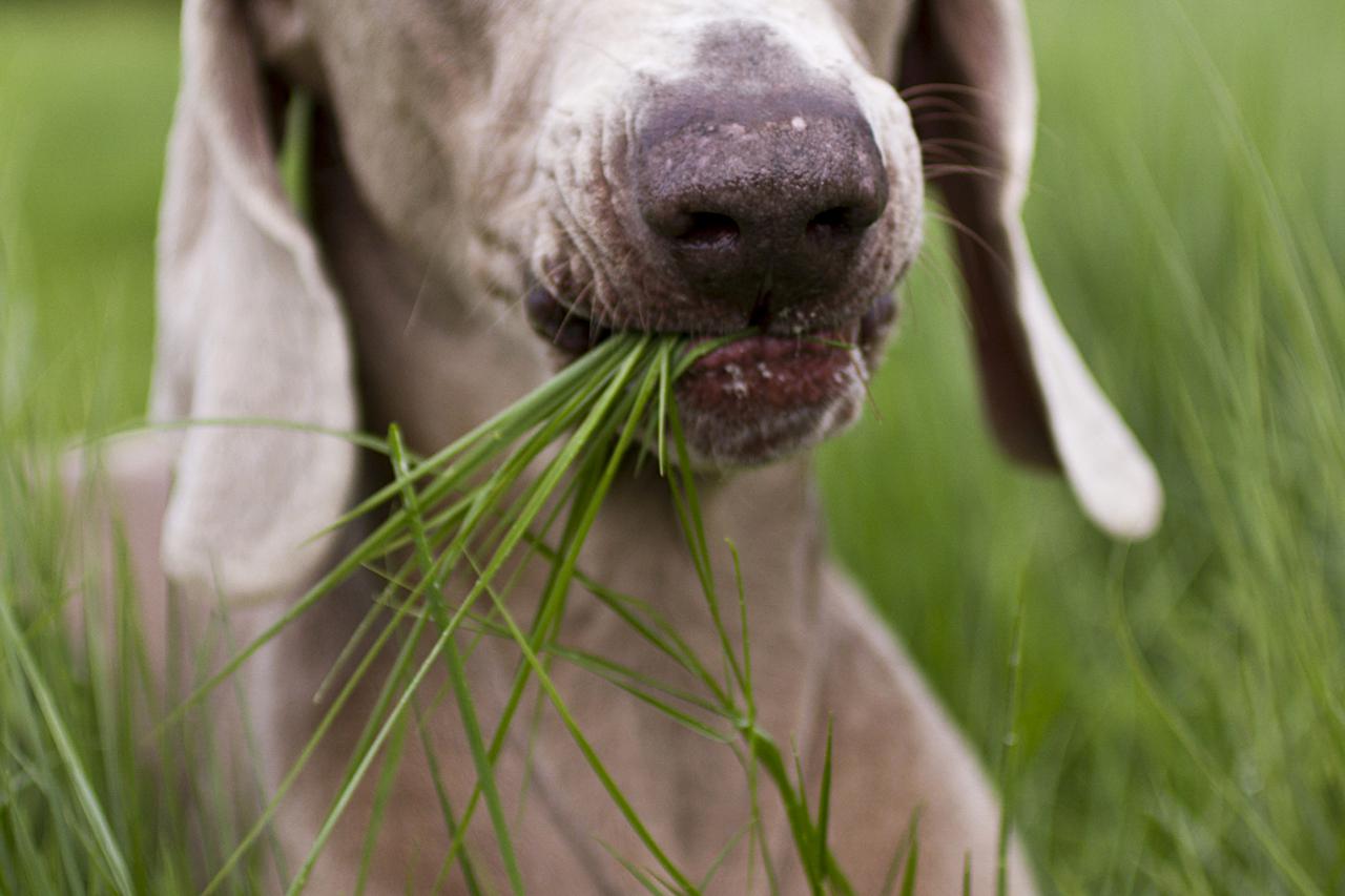 Dog Grass 1