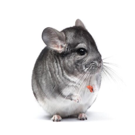 Τσιντσιλά Γκρι