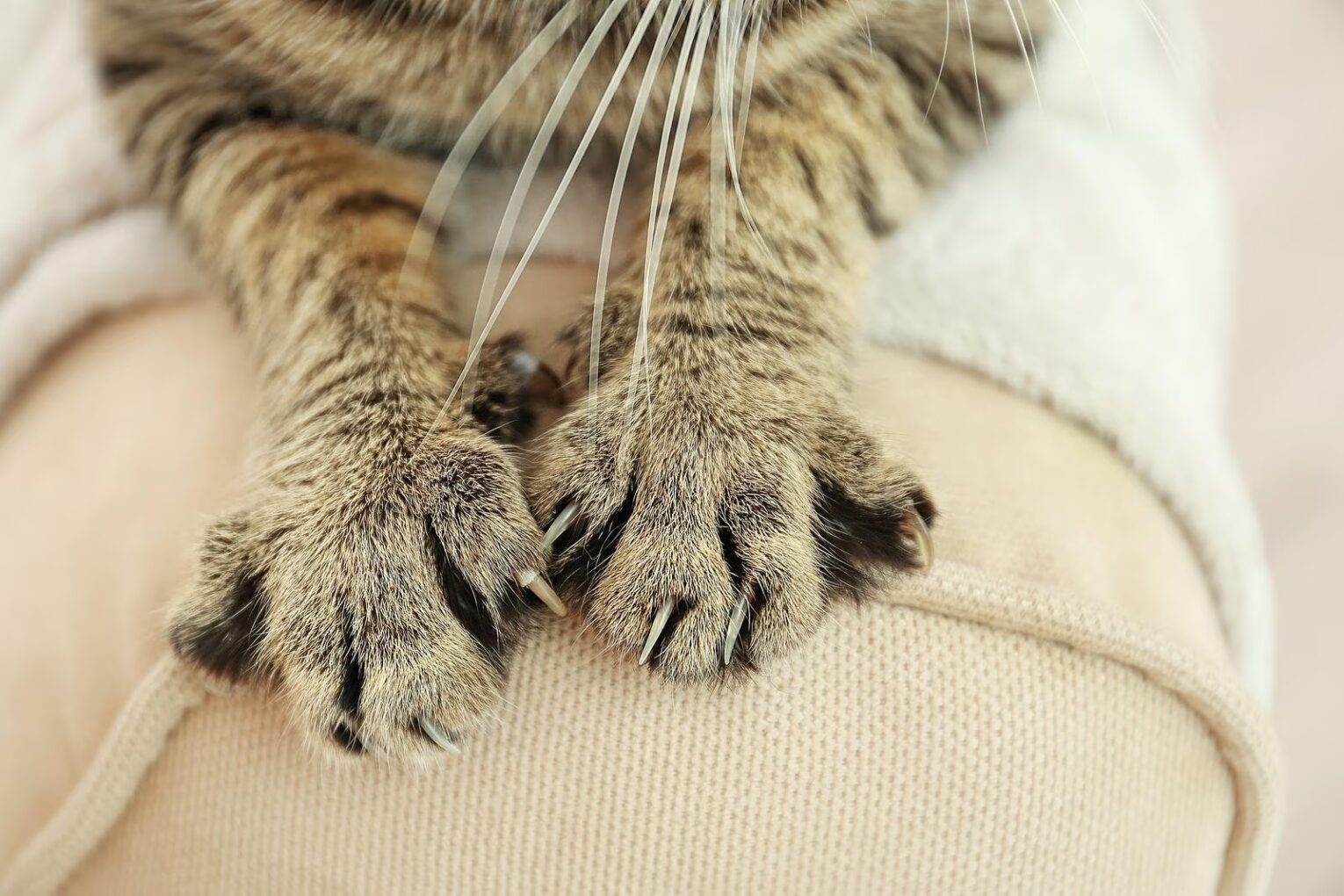 Tabby Cat Claws On Backrest