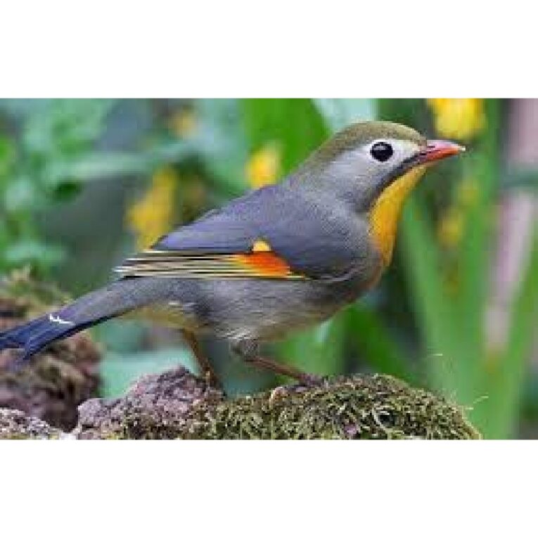 ΑΗΔΟΝΙΑ ΙΑΠΩΝΙΑΣ