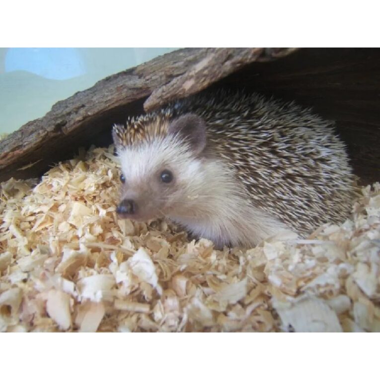 ΣΚΑΝΤΖΟΧΕΙΡΟΣ (1)