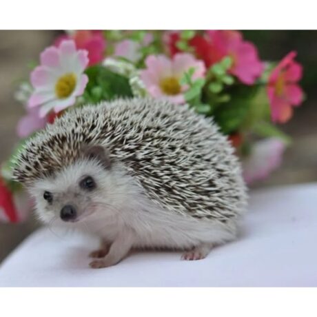 Σκατζοχοιράκια African Pigmy