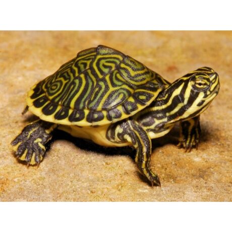 Χελώνα Νερού Peninsula Cooter