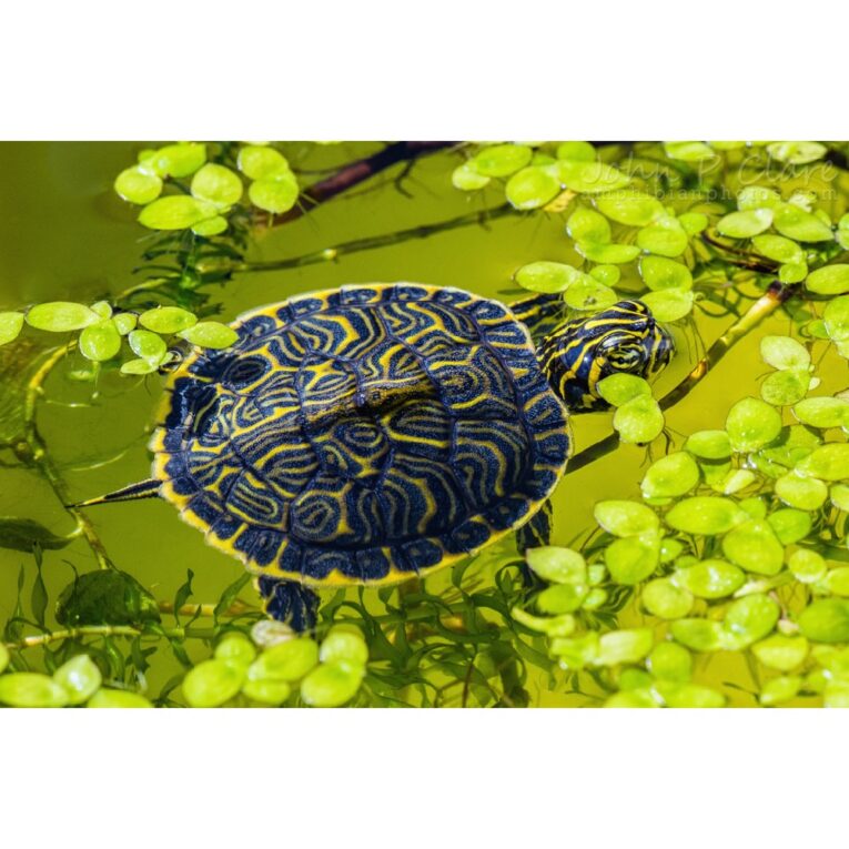 Χελώνα νερού Peninsula Cooter-PETHELLAS